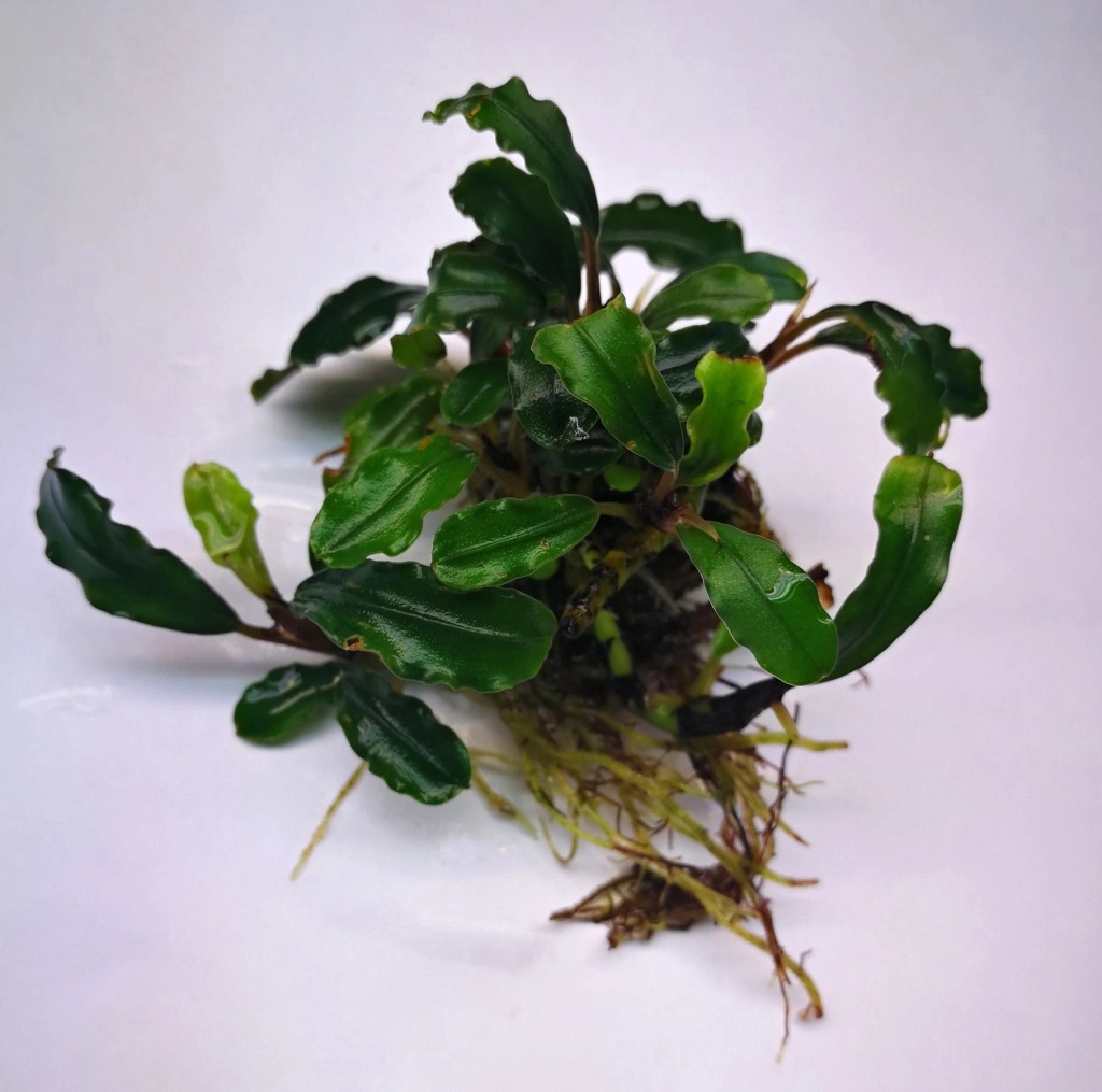Bucephalandra Biblis Red