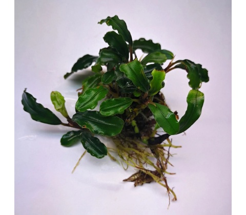 Bucephalandra Biblis Red