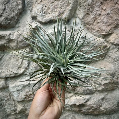Tillandsia silver