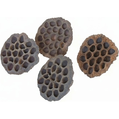 lotos velký 8-10 cm cm, cena za 20 ks