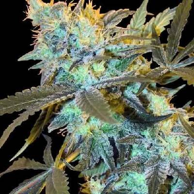 Spliff Seeds White Widow semena neobsahují THC 3 ks