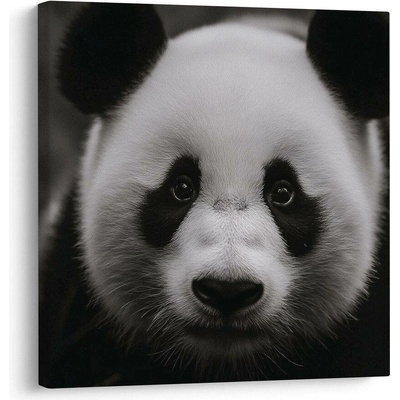 Obraz panda na černém pozadí - 50x50