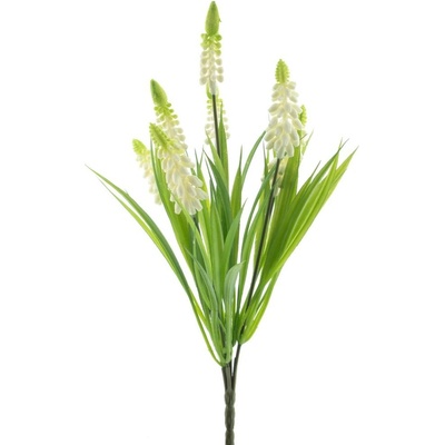 modřenec (muscari) keř kremový V31 cm
