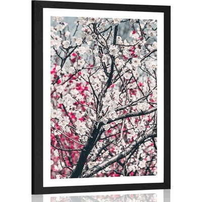Plakát s paspartou květiny broskve - 30x45 silver