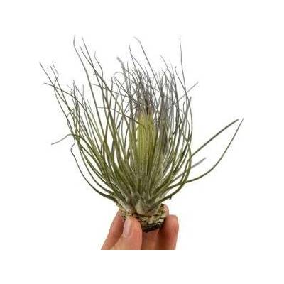 Tillandsia magnusiana
