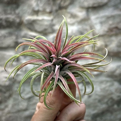 Tillandsia ionantha rubra