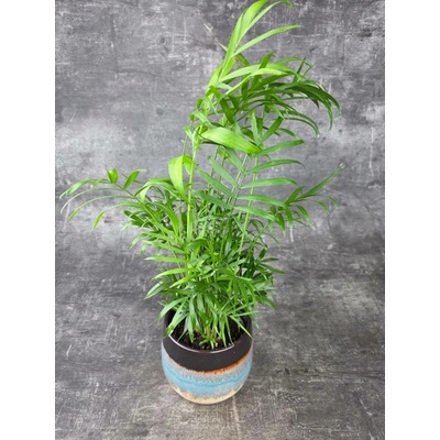 Chamaedorea Elegans 12 cm