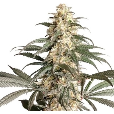Super Sativa Seed Club Black Lebanon semienka neobsahujú THC 5 ks