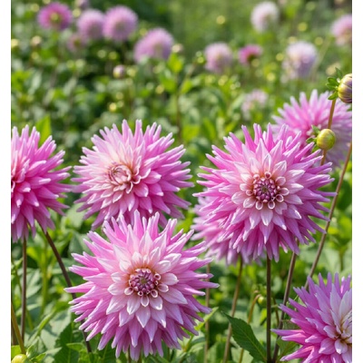 Jiřina 'Hillcrest Candy' 1 ks