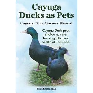 Cayuga Ducks as Pets. Cayuga Duck Owners Manual. Cayuga Duck Pros and Cons, Care, Housing, Diet and Health All Included (ISBN: 9781910410301)