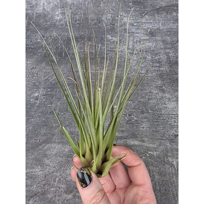 Tillandsia 3 silnější výhonky