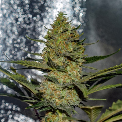 Vision Seeds Gus Mints semienka neobsahujú THC 3 ks