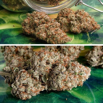Dutch Passion Auto Melonade Runtz semienka neobsahujú THC 3 ks