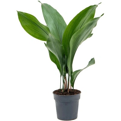Aspidistra elatior 15x60 cm