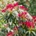 Pieris japonská 'Forest Flame'