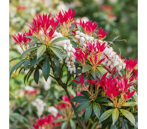 Pieris japonská 'Forest Flame'