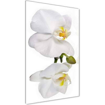 Vertikálny foto obraz sklenený Biela orchidea 50x100 cm