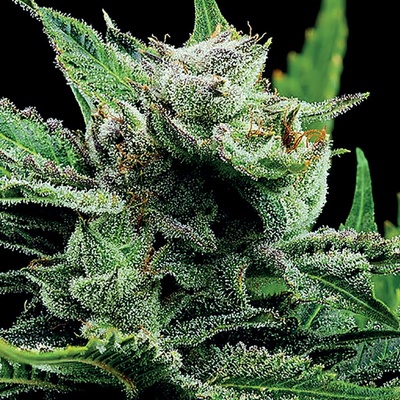 Anesia Seeds Malawi Gold semienka neobsahujú THC 10 ks