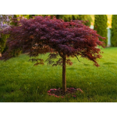 Javor dlaňovitolistý Inaba-Schidare na kmienku 110-120 cm, obvod kmeňa 8-10cm, kont. 30 l