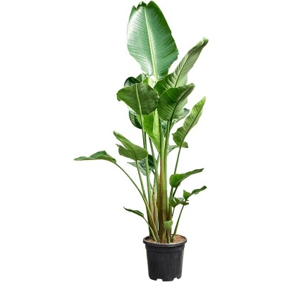 Strelitzia nicolai 30x210 cm