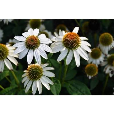Echinacea purpurová (Echinacea pupurea) ´FEELING WHITE´® - kont. C2L