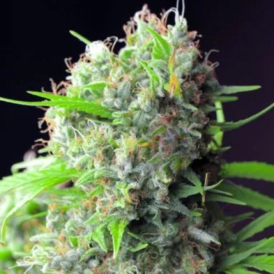 PowerStrains Killer Kush F1 Early semena neobsahují THC 5 ks