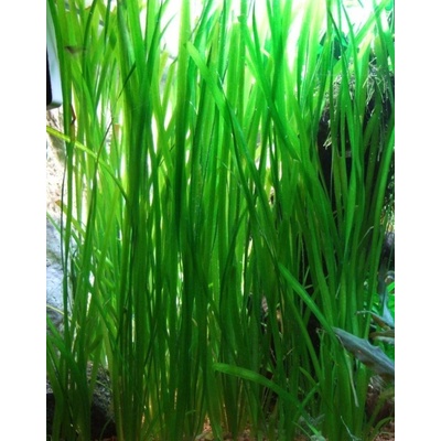 Vallisneria spiralis