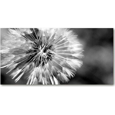 Foto obraz sklo tvrzené púpavy 100x50 cm