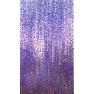 ML6501 Vliesová fototapeta na zeď Wisteria rozměry 1,59x2,8 m
