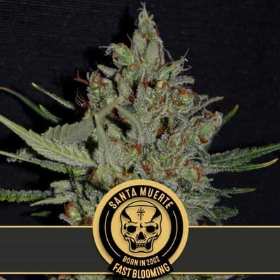 Blimburn Seeds Santa Muerte Fast semienka neobsahujú THC 3 ks