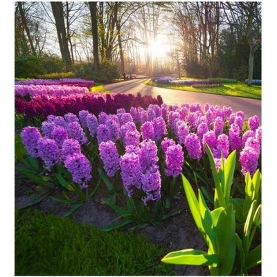 DIMEX ART Флизелинов фототапет зюмбюли 225 x 250 см