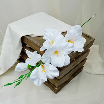 Gladiola biela - halúzka