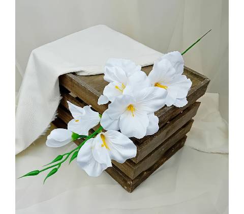 Gladiola biela - halúzka