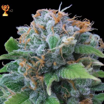 Exclusive Seeds BankLemon Haze semena neobsahují THC 3 ks