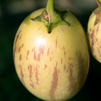 Pepíno - Solanum muricatum - prodej semen - 5 ks