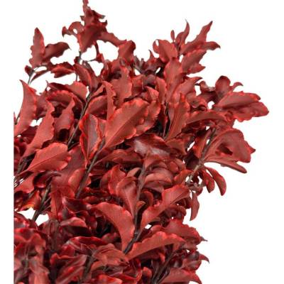 FlukoLand Stabilizovaný Pittosporum - červený