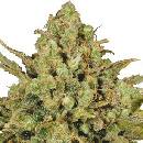 Serious Seeds Warlock semena neobsahují THC 6 ks