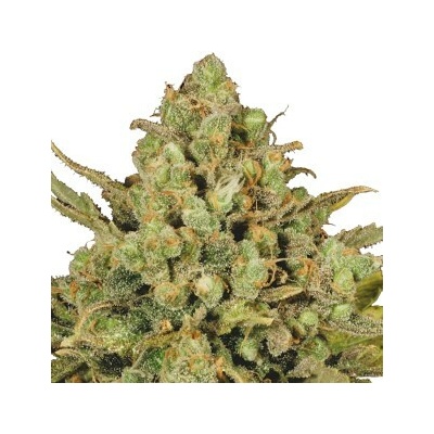 Serious Seeds Warlock regular semienka neobsahujú THC 11 ks