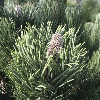 Borovica čierna zakrpatená Botanico Pinus nigra 'Oregon Green' výška 40-60 cm kvetináč 6 l