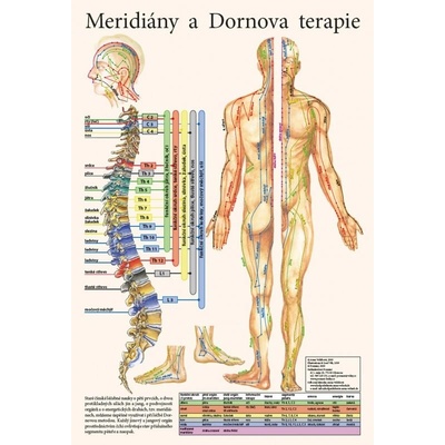 Plagát meridiány a Dornova terapia 47x32 cm