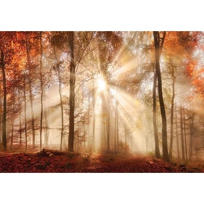 IMPOL TRADE 10471 VEL Vliesová fototapeta les na jeseň rozmer 152,5 cm x 104 cm