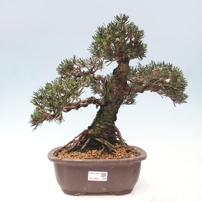 e-bonsai Venkovní bonsai - Pinus thunbergii Kotobuki - Borovice thunbergova – Hledejceny.cz