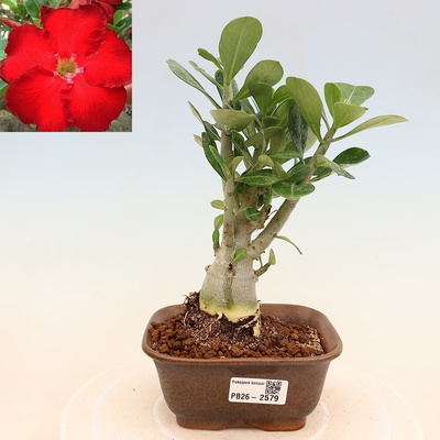 e-bonsai Pokojová bonsai - Adenium obesum Red Star - Pouštní růže