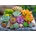 Enjoy - Puzzle Succulents - 1 000 piese