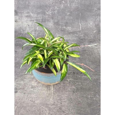 Hoya Wayetti 12 cm