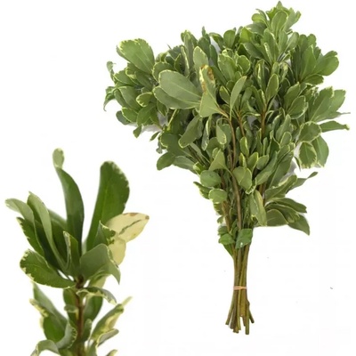 PITTOSPORUM ILAN 60cm