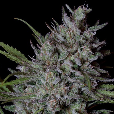 Big Head Seeds Crystal Runtz semena neobsahují THC 10 ks
