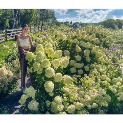 Hortenzia metlinatá (Hydrangea paniculata) ´POLAR BEAR´® - výška 20-30 cm, kont. C2L