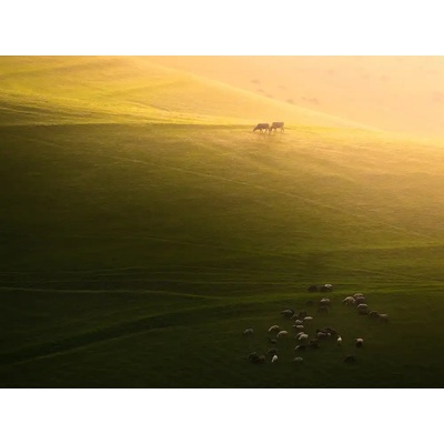 Fotografie - Behzad, Majid: Hospodářská zvířata na farmě - reprodukce obrazu