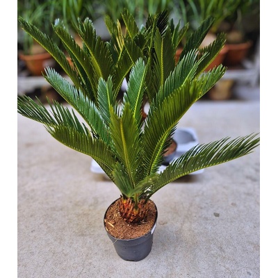 CYCAS REVOLUTA XXL 14/55cm